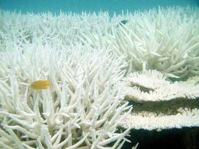 File:Bleaching.jpg