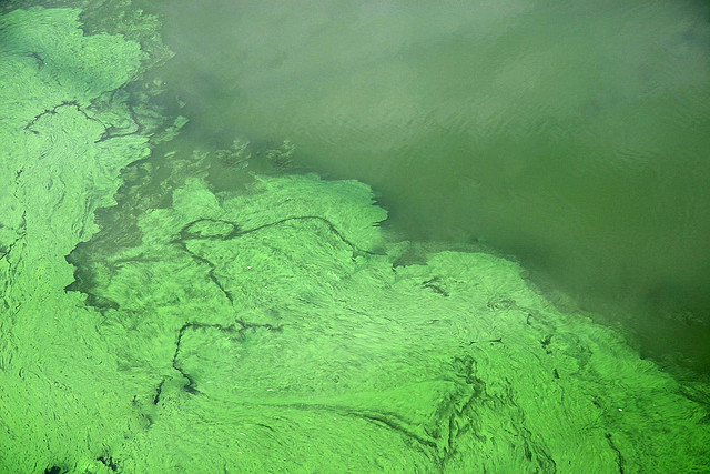 File:Algal Bloom.jpg