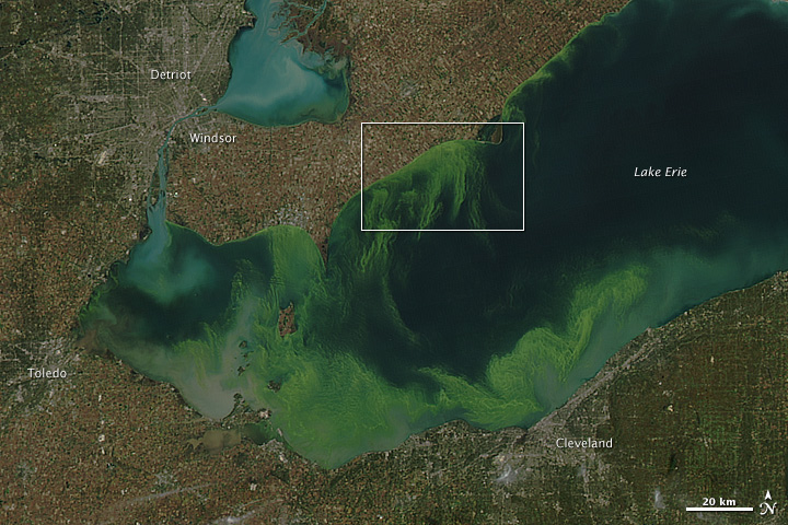 File:Excessive amounts of algal bloom forming in Lake Erie.jpeg