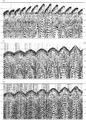 Figure 11.3-19  Part 2: Selected shot records from the 3-D survey data associated with the case study presented in acoustic impedance estimation. (Data courtesy Talisman Energy.)
