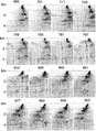 Figure 8.3-26  Part 3: Common-receiver gathers sorted from common-shot gathers after depth migration. The depth image obtained from shot-profile migration is shown in Figure 8.3-27.