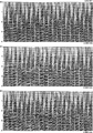 Figure 10.6-14  Part 3: Selected image gathers (every 30th) along selected crosslines from 3-D prestack depth migration.