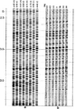 Figure 11.3-9  (a) Synthetic seismograms derived from the impedance curve in Figure 11.3-8 and using a range of pass-bands, with normal (n) and reverse (r) polarity displays; (b) traces from the migrated CMP stacked section in Figure 11.3-7 in the neighborhood of the well location with the sonic log shown in Figure 11.3-8a with a range of constant phase rotations.