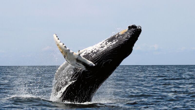 File:HumpbackWhale.jpg