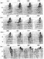 Figure 8.3-26  Part 1: Common-receiver gathers sorted from common-shot gathers after depth migration. The depth image obtained from shot-profile migration is shown in Figure 8.3-27.