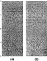 Figure 4.6-32  Response of migration to random noise: (a) zero-offset section with random noise, only, (b) frequency-wavenumber migration.