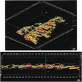 Figure 7.5-9  Delineation of sand dunes using the opacity removal technique. See text for details. (Interpretation by Elaine Hong; courtesy Paradigm Geophysical.)