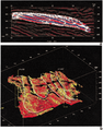 Figure 7.5-10  (a) A depositional sequence associated with a deltaic deposition highlighted on a vertical cross-section from a 3-D time-migrated volume of data, (b) the same depositional sequence as in (a) in 3-D perspective with opacity removed. See text for details. (Interpretation by Elaine Hong; courtesy Paradigm Geophysical.)