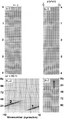 Figure 6.3-14  A spatially aliased single dipping event in various domains.