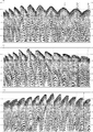 Figure 11.3-19  Part 1: Selected shot records from the 3-D survey data associated with the case study presented in acoustic impedance estimation. (Data courtesy Talisman Energy.)
