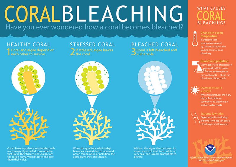 File:Coralbleaching3.jpg