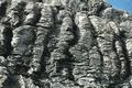 Stromatolites, Montana. [3]