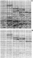 Figure 6.4-18  Constant-velocity-stacks using five constant velocities. Panels in (a) are based on conventional velocity stacking and panels in (b) are based on proper velocity stacking using the Radon transform. The constant velocities fall in the range that corresponds to the primary velocity trend. Note the multiple contamination of the panels created from conventional velocity stacking (top).