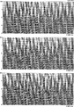 Figure 10.6-14  Part 1: Selected image gathers (every 30th) along selected crosslines from 3-D prestack depth migration.