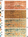 Figure 11.3-32  Instantaneous attributes derived from the stacked section in Figure 11.3-1: (a) reflectivity strength, (b) phase, (c) frequency, and (d) smoothed frequency.